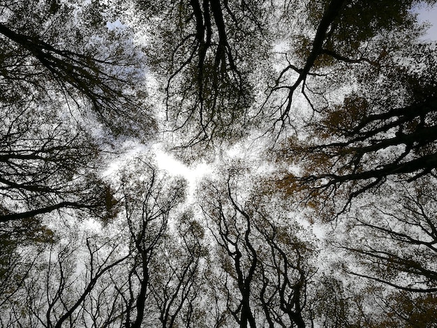 Foto vista en bajo ángulo de los árboles contra el cielo