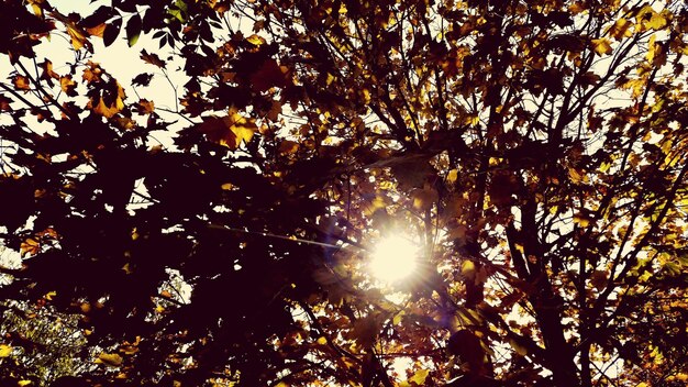 Foto vista en bajo ángulo de los árboles contra el sol brillante