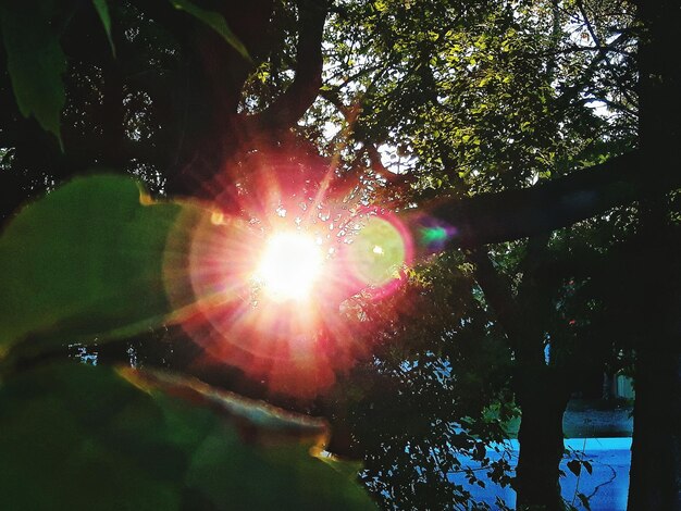 Vista en bajo ángulo de los árboles contra el sol
