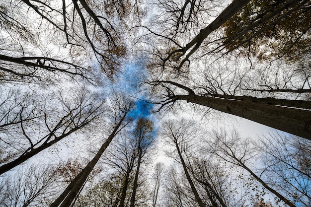 Vista de ángulo bajo de árboles desnudos en el bosque contra el cielo