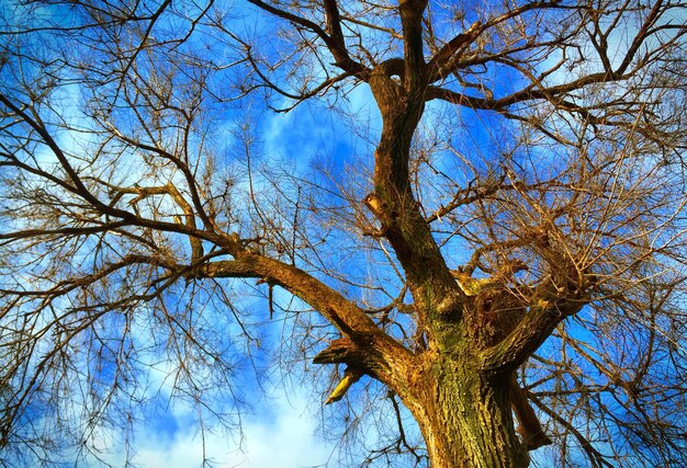 Foto vista de ángulo bajo de árboles desnudos contra el cielo azul