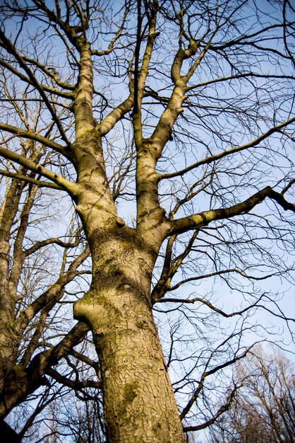 Foto vista de ángulo bajo de árboles desnudos contra el cielo