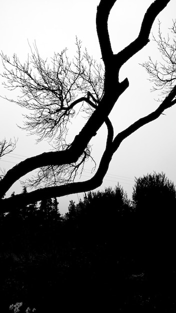 Vista de ángulo bajo de árboles desnudos contra el cielo