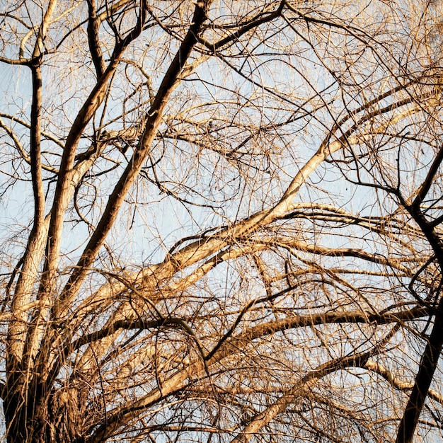 Foto vista de ángulo bajo de árboles desnudos contra el cielo