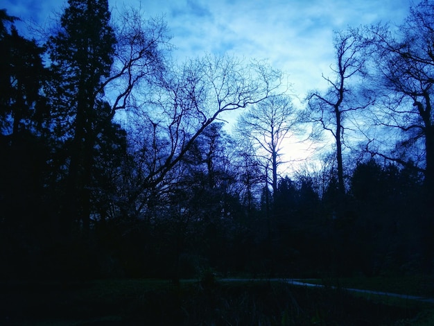Foto vista de ángulo bajo de árboles desnudos contra el cielo