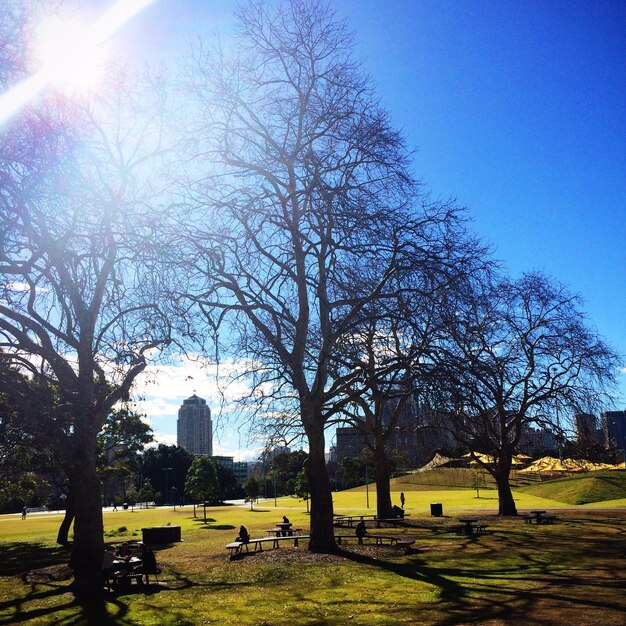 Foto vista de ángulo bajo de árboles desnudos en el parque contra el cielo azul