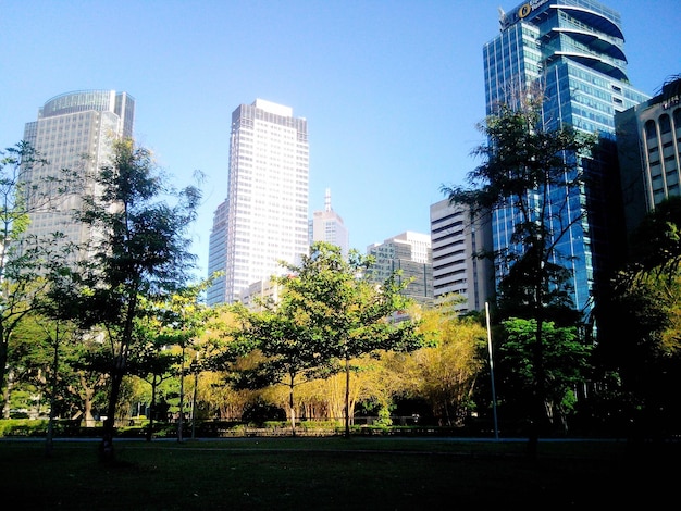 Foto vista en bajo ángulo de árboles y edificios contra el cielo azul