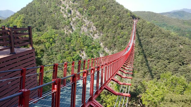 Foto vista de ángulo bajo de los árboles en la montaña