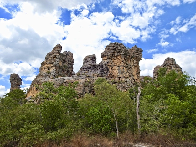 Foto vista en bajo ángulo de árboles y montañas contra el cielo