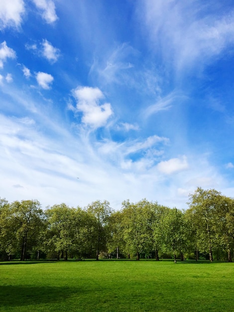 Foto vista de ángulo bajo de los árboles en el parque contra el cielo