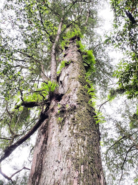 Vista en bajo ángulo de los árboles que crecen en el bosque
