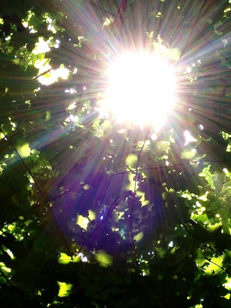 Foto vista de ángulo bajo de árboles que crecen en un día soleado