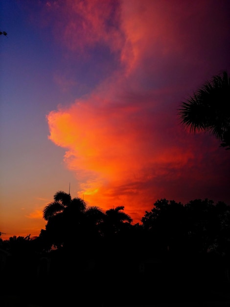 Foto vista de ángulo bajo de árboles en silueta contra el cielo naranja