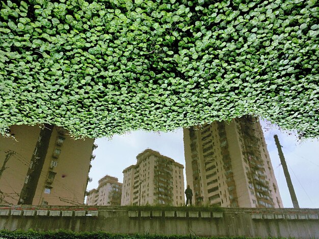 Foto vista de ángulo bajo de los árboles.