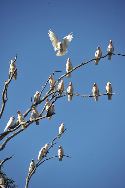 Foto vista de ángulo bajo de las aves en el árbol contra el cielo