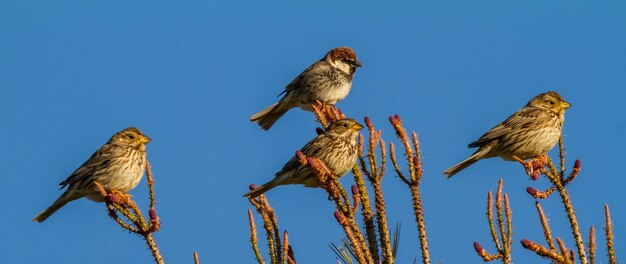 Foto vista de bajo ángulo de aves posadas en árboles contra el cielo