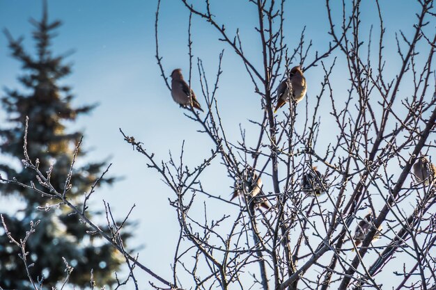 Foto vista de ángulo bajo de aves posadas en árboles desnudos