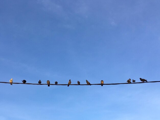 Foto vista de ángulo bajo de aves posadas en un cable contra el cielo azul