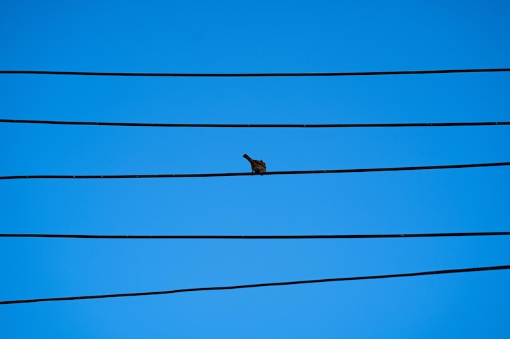 Foto vista de ángulo bajo de aves posadas en el cable