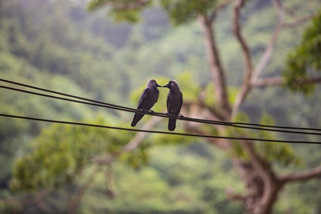 Foto vista de ángulo bajo de las aves posadas en el cable