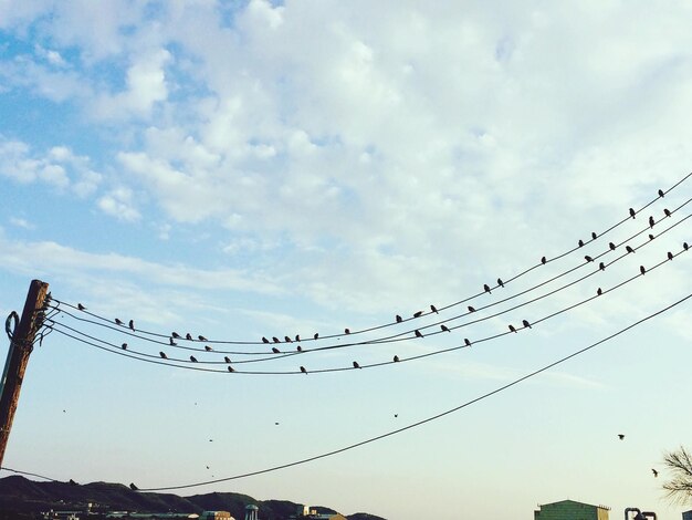 Foto vista de ángulo bajo de aves posadas en la línea eléctrica contra el cielo