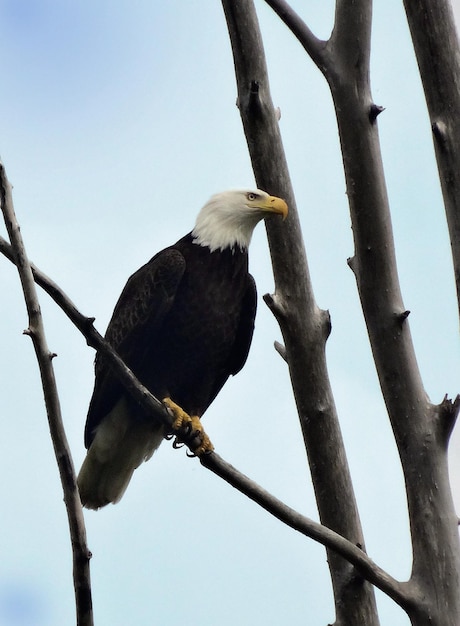 Foto vista de ángulo bajo de aves posadas en una rama