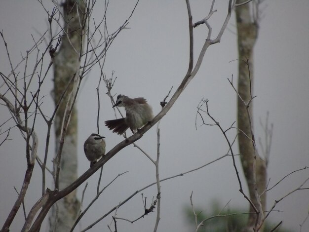 Foto vista de ángulo bajo de aves posadas en una rama