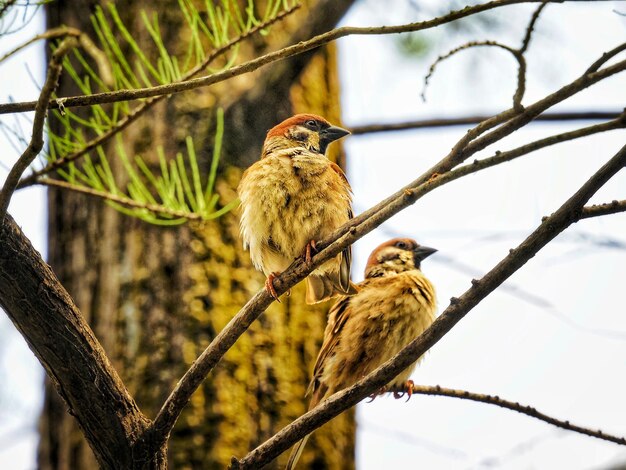 Foto vista de ángulo bajo de las aves posadas en la rama