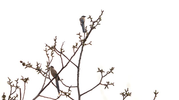 Foto vista de ángulo bajo de aves posadas en ramas contra un cielo despejado