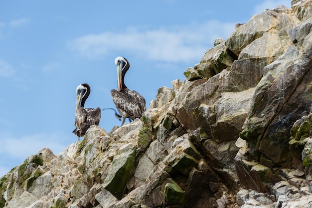 Vista de ángulo bajo de aves posadas en la roca contra el cielo