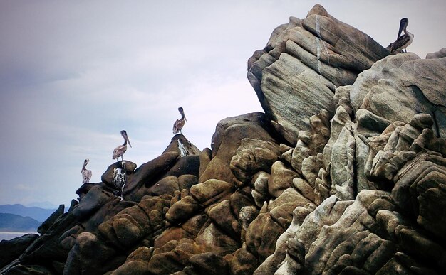 Foto vista de ángulo bajo de aves posadas en rocas contra el cielo