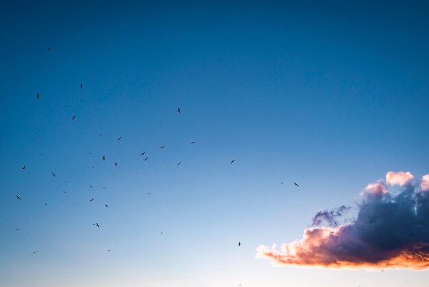 Foto vista de ángulo bajo de aves de silueta volando contra un cielo despejado.