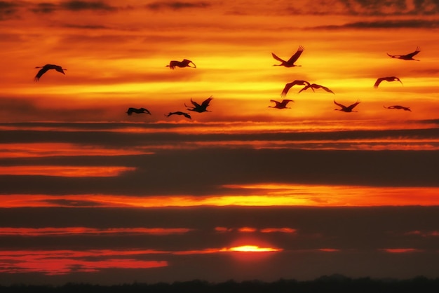 Vista de bajo ángulo de aves de silueta volando contra el cielo naranja