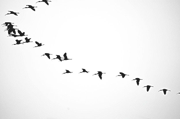 Foto vista de ángulo bajo de aves siluetas volando contra un cielo despejado