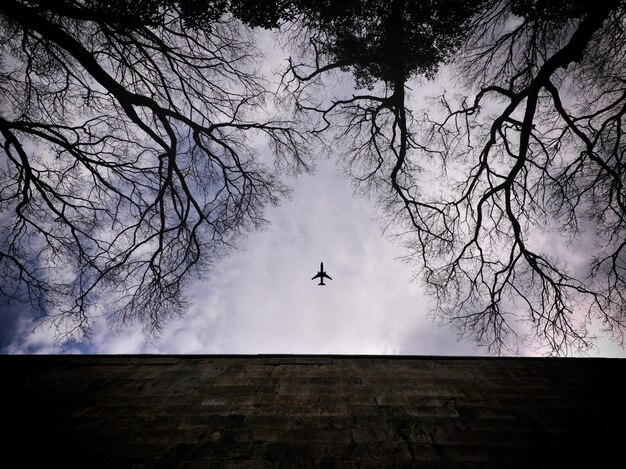 Foto vista de ángulo bajo de aves siluetas volando contra el cielo