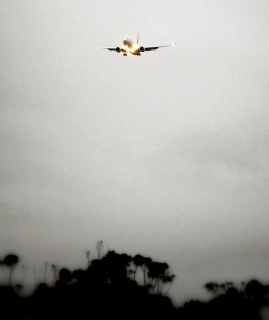 Foto vista de ángulo bajo de aves volando en el cielo