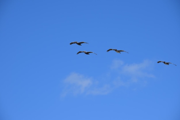 Vista de ángulo bajo de aves volando en el cielo