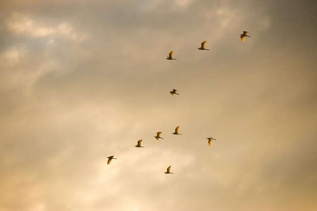 Foto vista de ángulo bajo de aves volando en el cielo