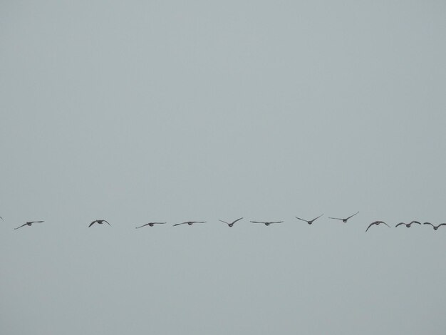 Vista de ángulo bajo de aves volando en el cielo