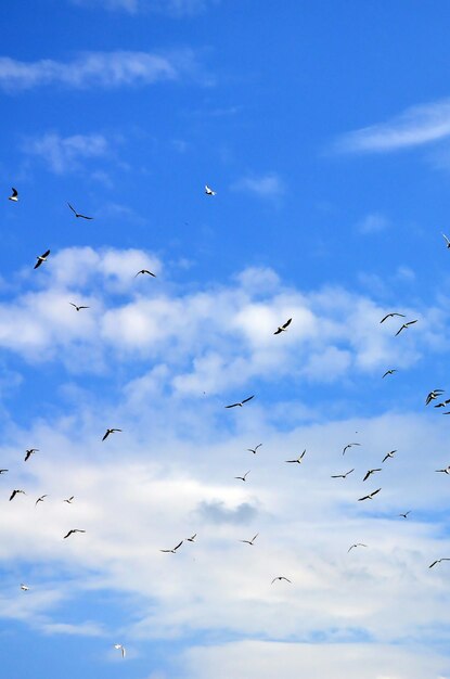 Foto vista de ángulo bajo de aves volando en el cielo