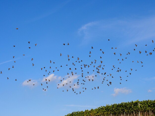 Foto vista de ángulo bajo de aves volando en el cielo