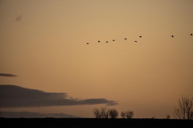 Foto vista de ángulo bajo de aves volando en el cielo