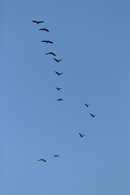 Foto vista de ángulo bajo de aves volando en el cielo