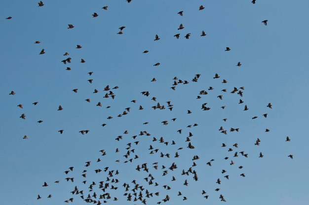 Vista de ángulo bajo de las aves volando en el cielo