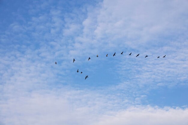 Foto vista de ángulo bajo de aves volando en el cielo