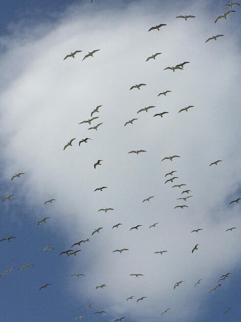 Foto vista de ángulo bajo de aves volando en el cielo