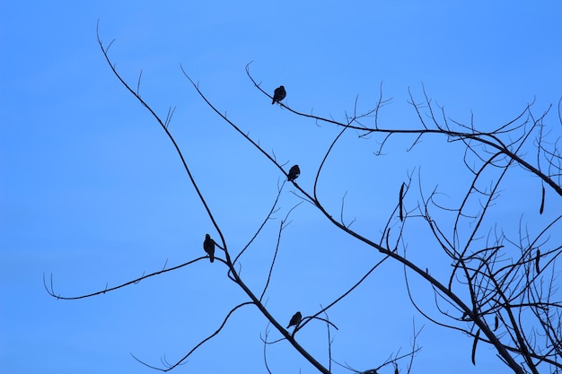 Foto vista de ángulo bajo de aves volando contra un cielo azul claro