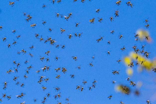 Foto vista de ángulo bajo de aves volando contra el cielo azul