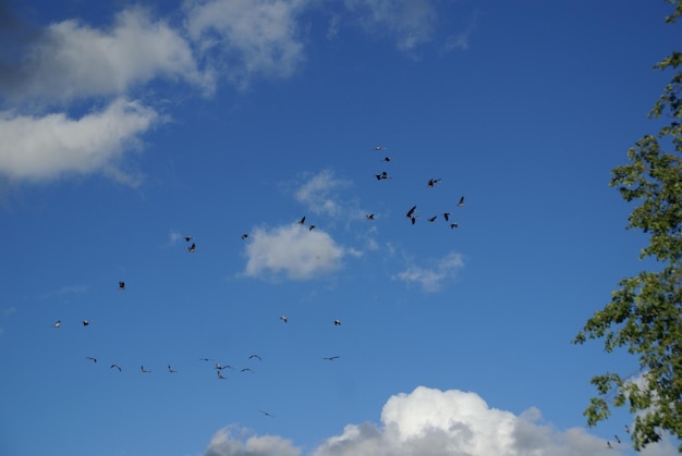 Foto vista de ángulo bajo de aves volando contra el cielo azul