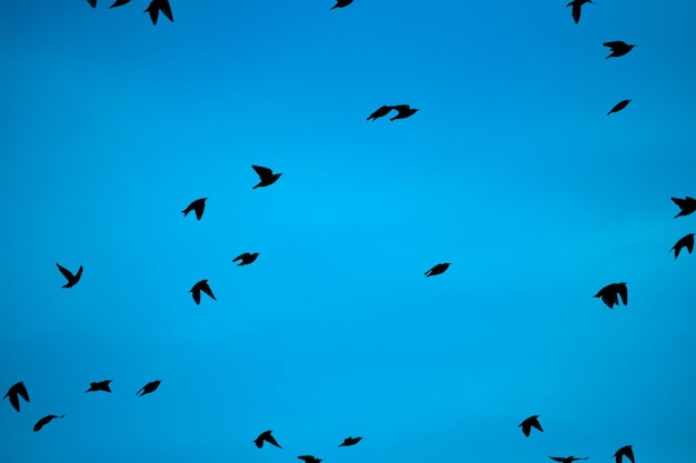 Foto vista de ángulo bajo de aves volando contra un cielo despejado